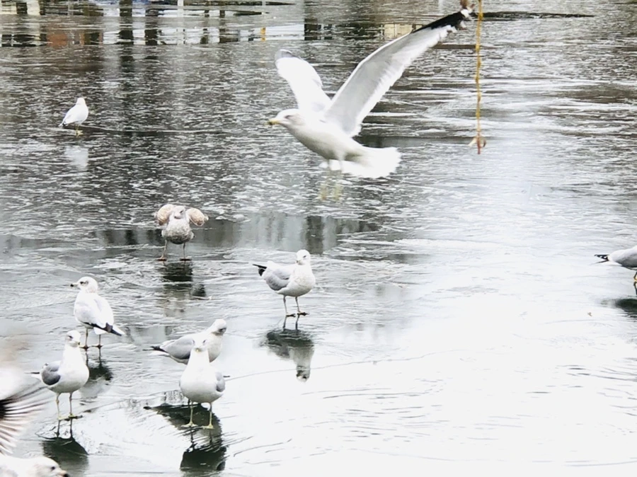 IMG_8896.jpg?type=w966