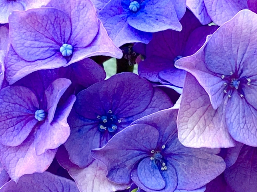 IMG_8763.jpg?type=w966