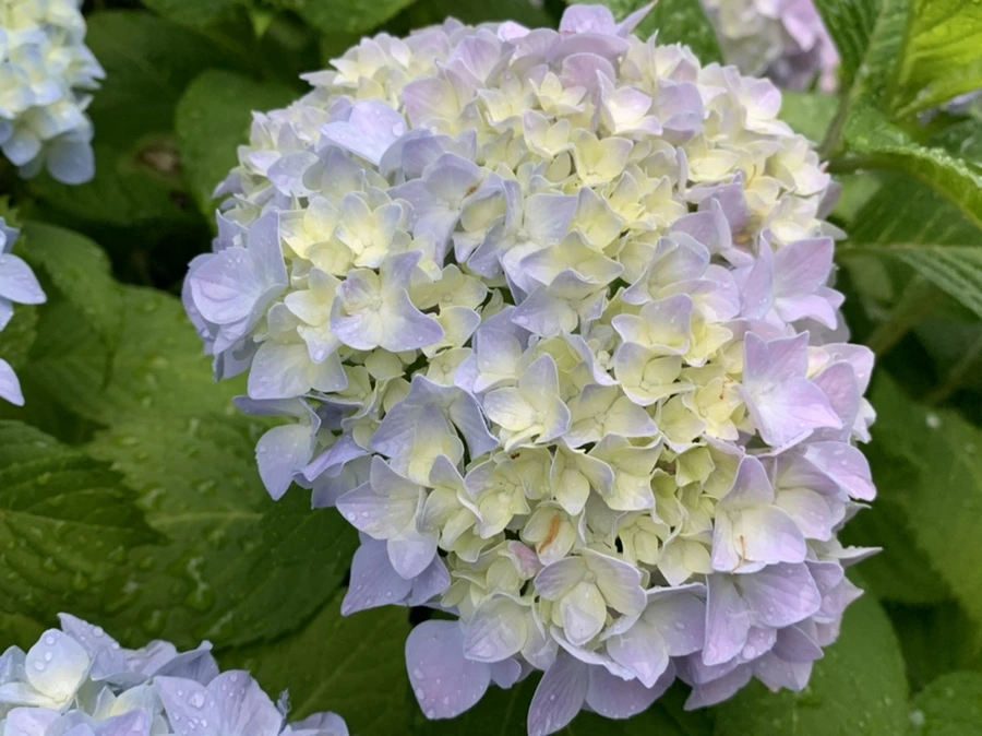 IMG_3468.jpg?type=w966