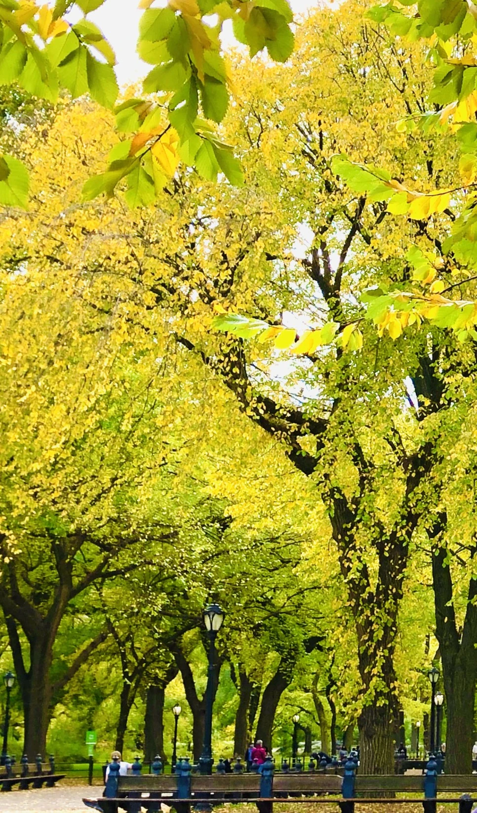 IMG_3066.jpg?type=w966