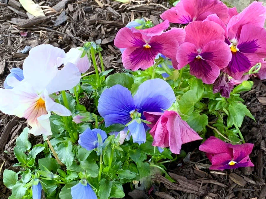 IMG_2120.jpg?type=w966