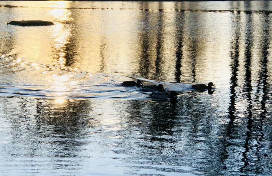 IMG_0946.jpg?type=w966