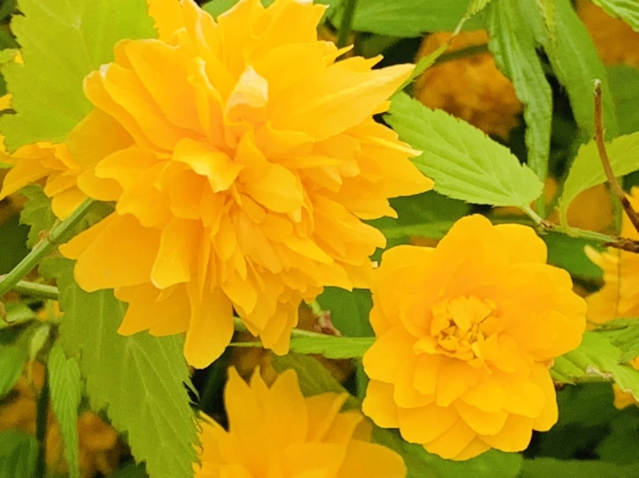 IMG_0526.jpg?type=w966