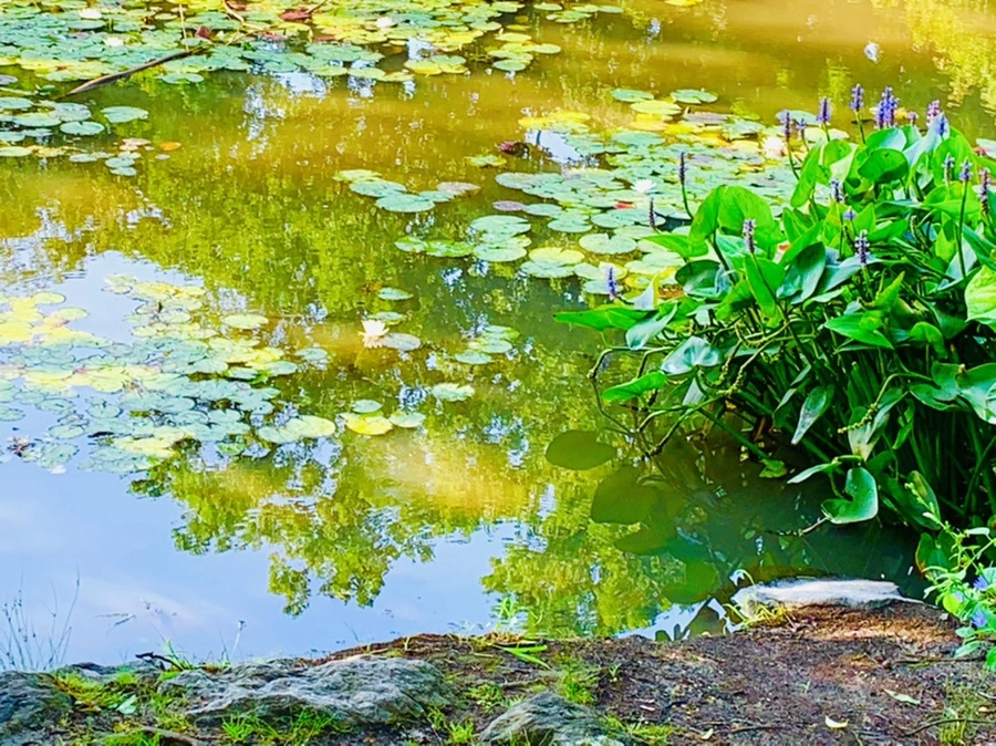 IMG_2110.jpg?type=w966