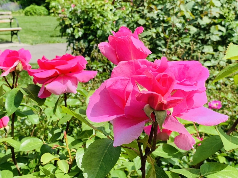 IMG_5762.jpg?type=w966