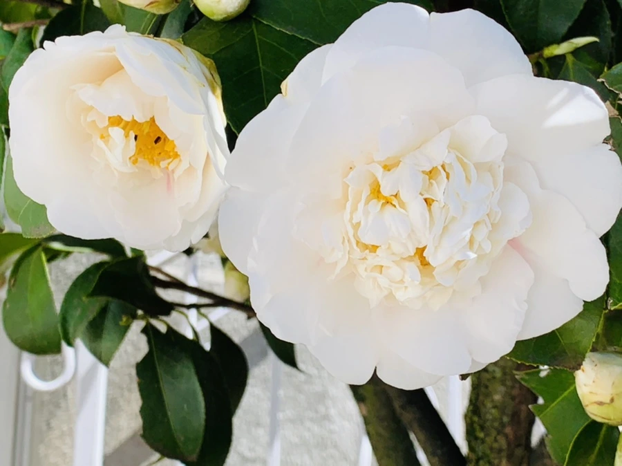 IMG_8610.jpg?type=w966