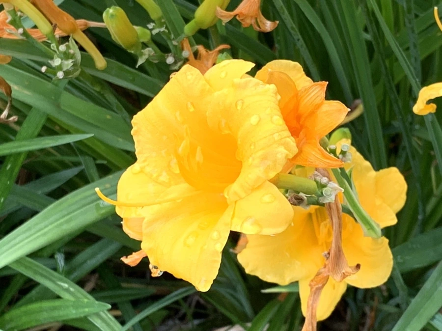 IMG_5916.jpg?type=w966