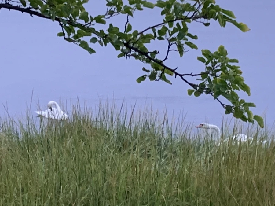 IMG_6619.jpg?type=w966