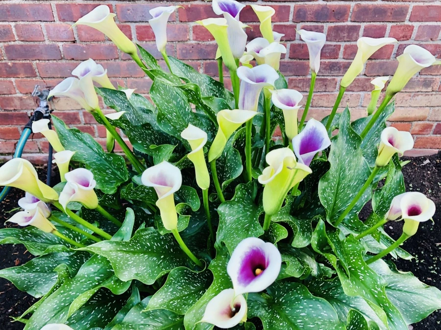 IMG_0413.jpg?type=w966