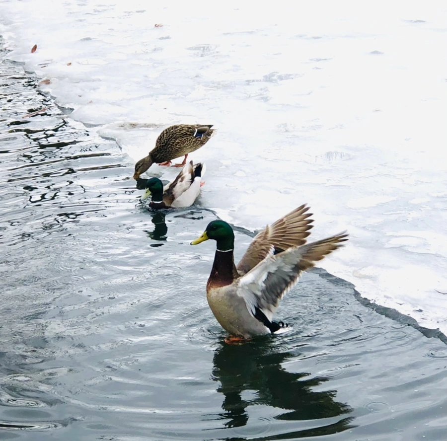 IMG_6288.jpg?type=w966