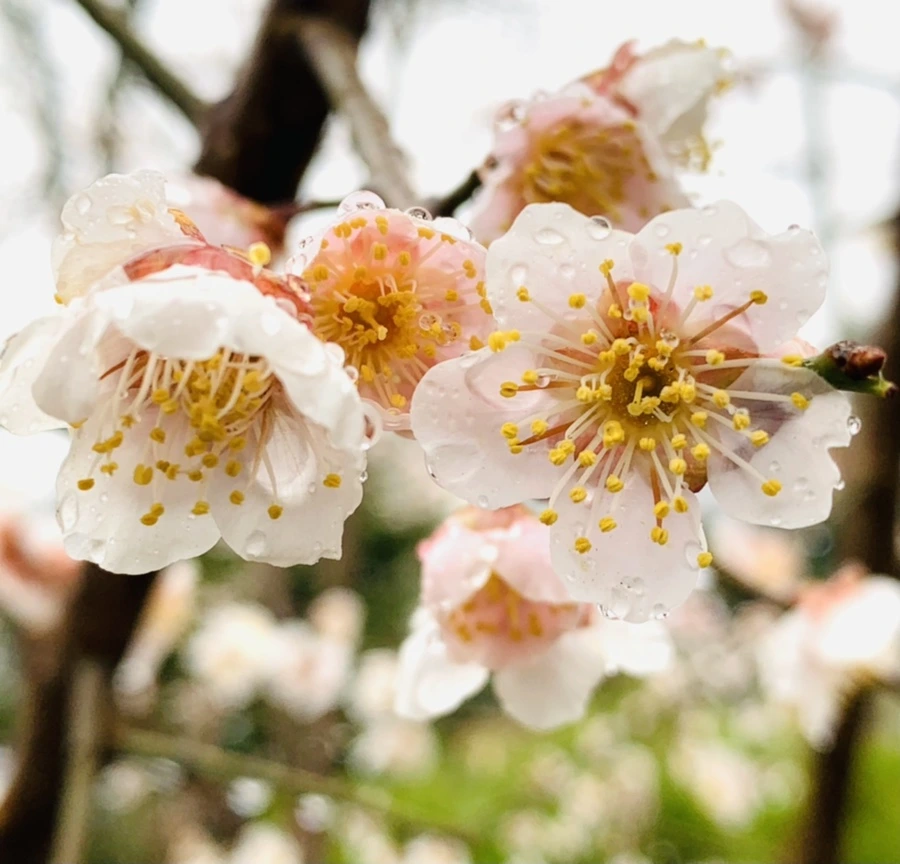 IMG_1770.jpg?type=w966