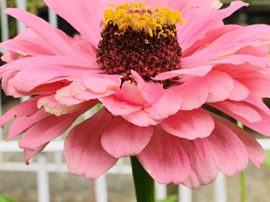 IMG_3657.jpg?type=w966