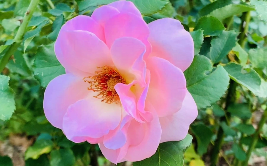 IMG_1233.jpg?type=w966