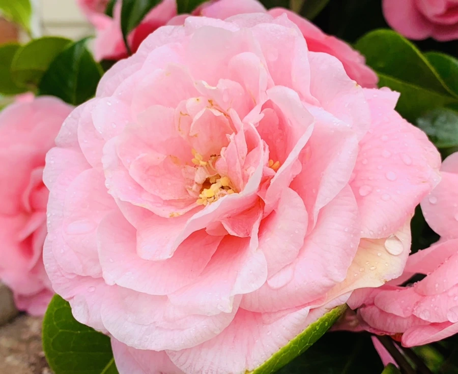 IMG_1421.jpg?type=w966