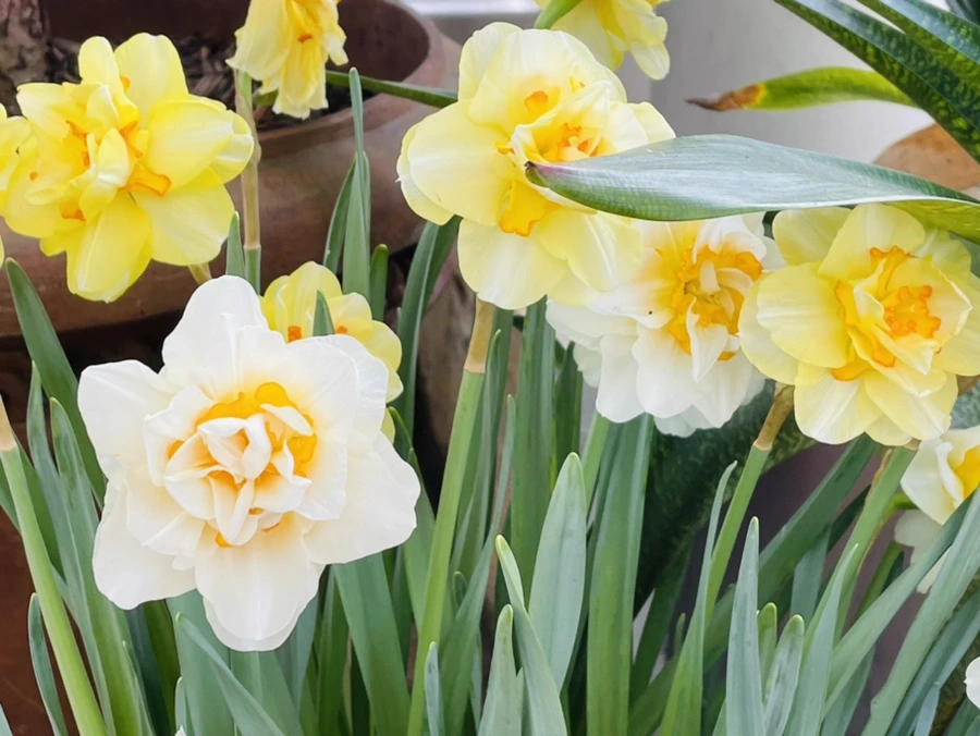 IMG_4173.jpg?type=w966