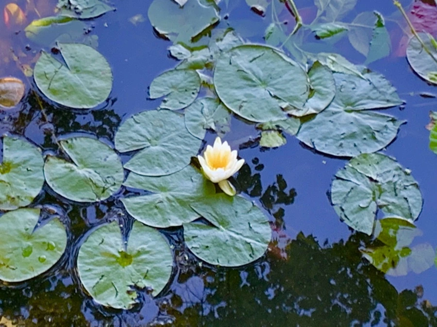 IMG_4233.jpg?type=w966