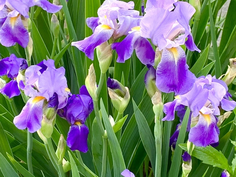 IMG_4453.jpg?type=w966