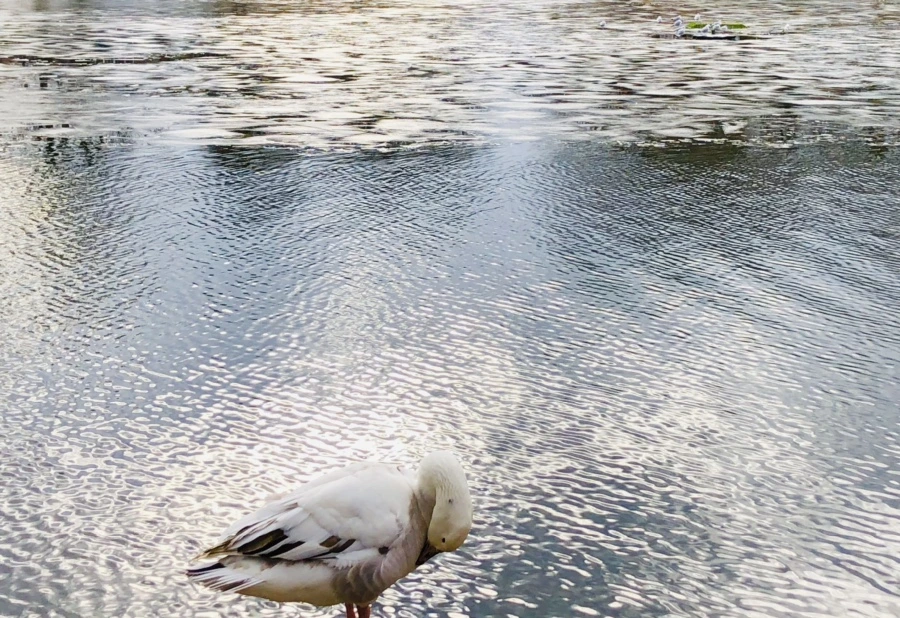 IMG_5075.jpg?type=w966