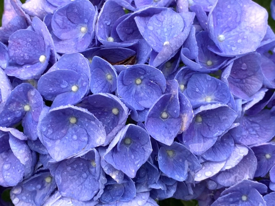 IMG_6188.jpg?type=w966