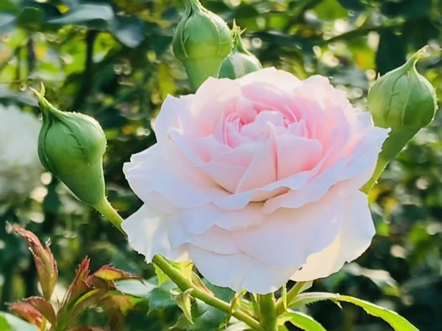 IMG_1203.jpg?type=w966