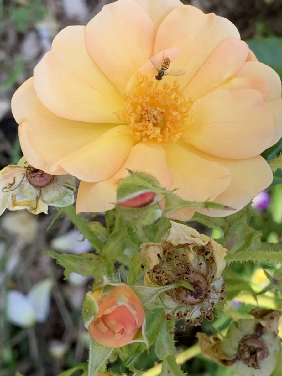 IMG_3088.jpg?type=w966