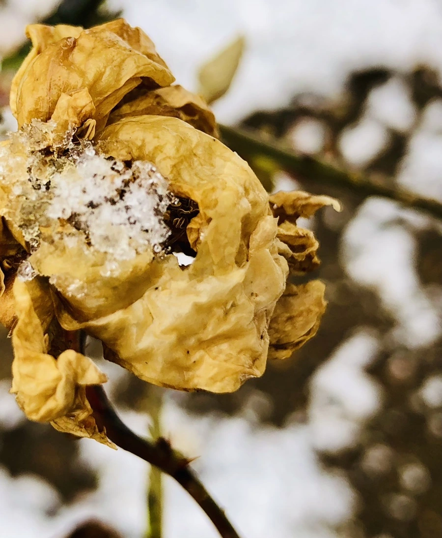 IMG_4579.jpg?type=w966