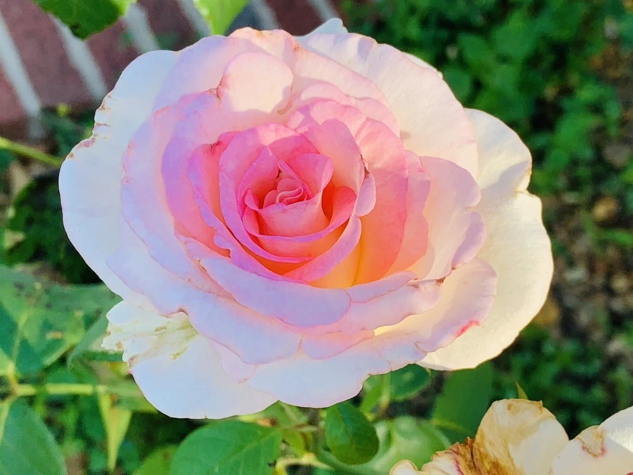 IMG_5299.jpg?type=w966