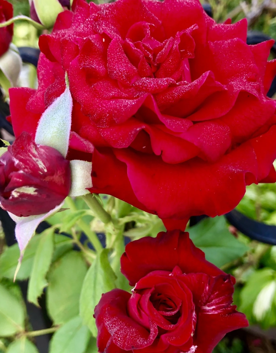 IMG_3448.jpg?type=w966