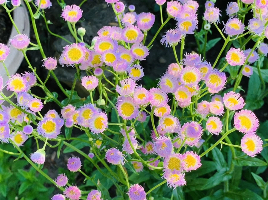 IMG_4115.jpg?type=w966