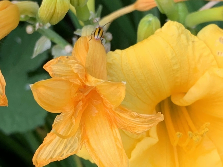 IMG_6026.jpg?type=w966