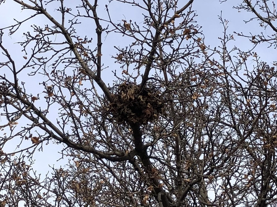 IMG_1975.jpg?type=w966