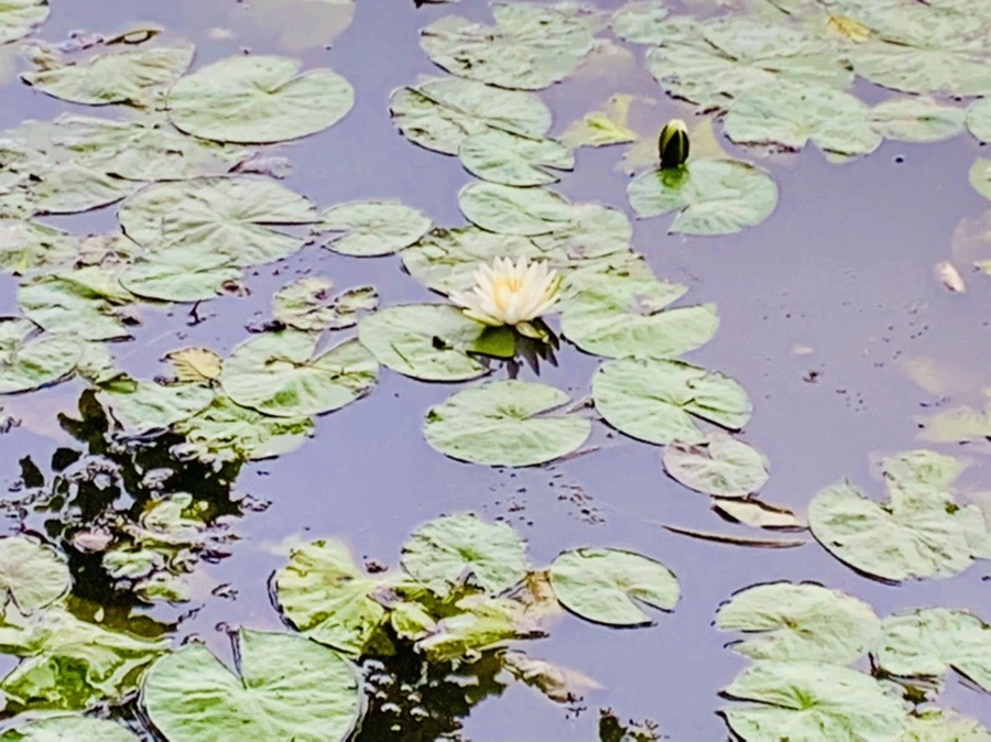 IMG_7803.jpg?type=w966