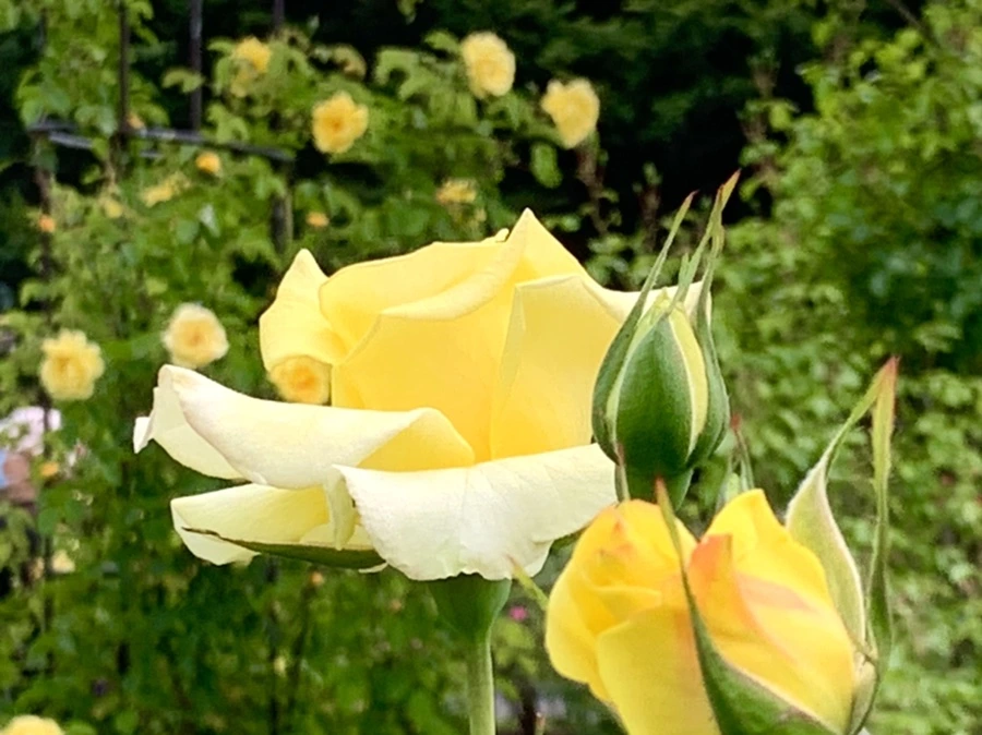 IMG_5827.jpg?type=w966