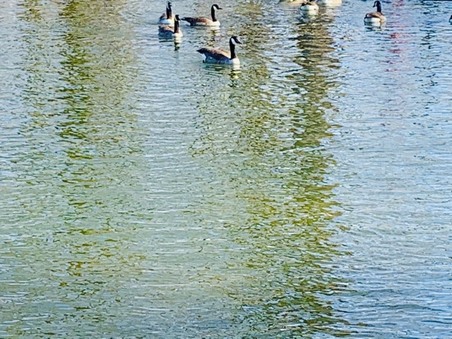 IMG_9954.jpg?type=w966