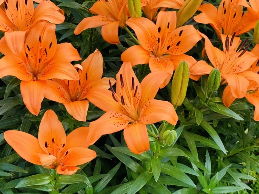 IMG_5292.jpg?type=w966