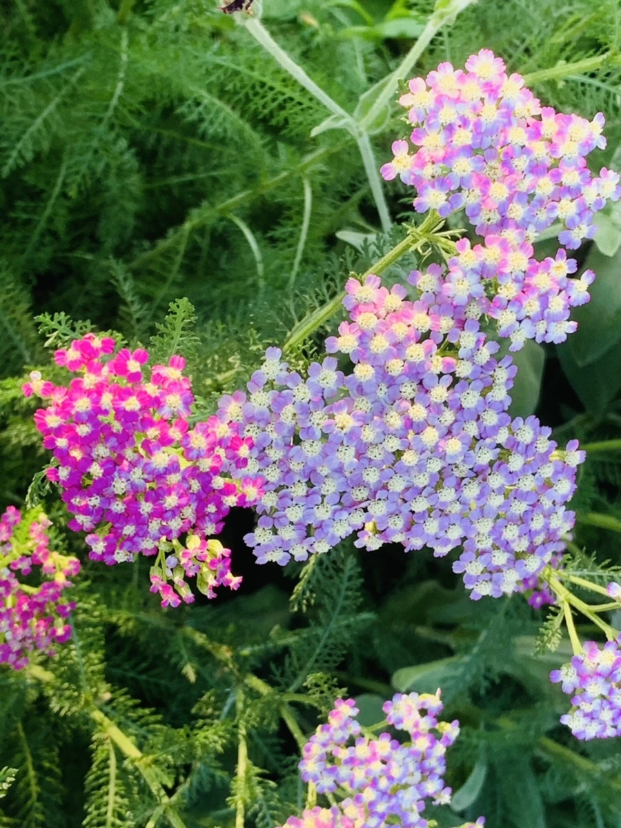 IMG_3991.jpg?type=w966