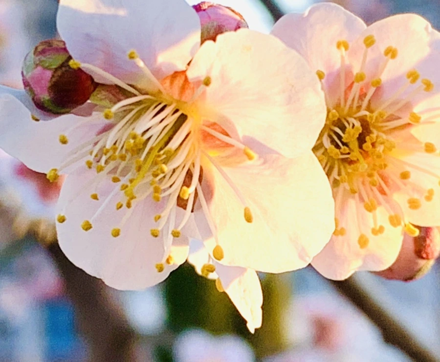 IMG_0920.jpg?type=w966