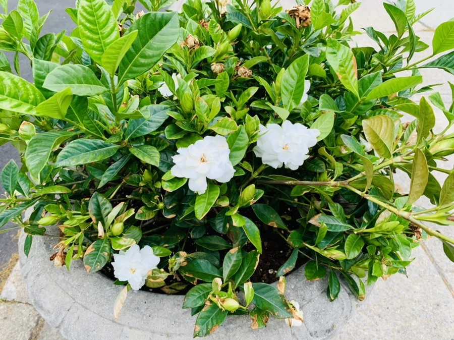 IMG_0948.jpg?type=w966