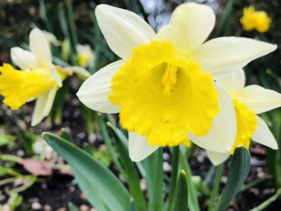 IMG_2008.jpg?type=w966