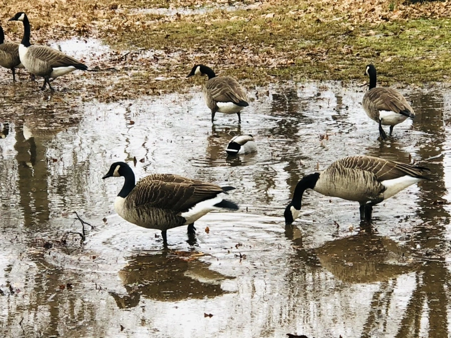 IMG_9501.jpg?type=w966