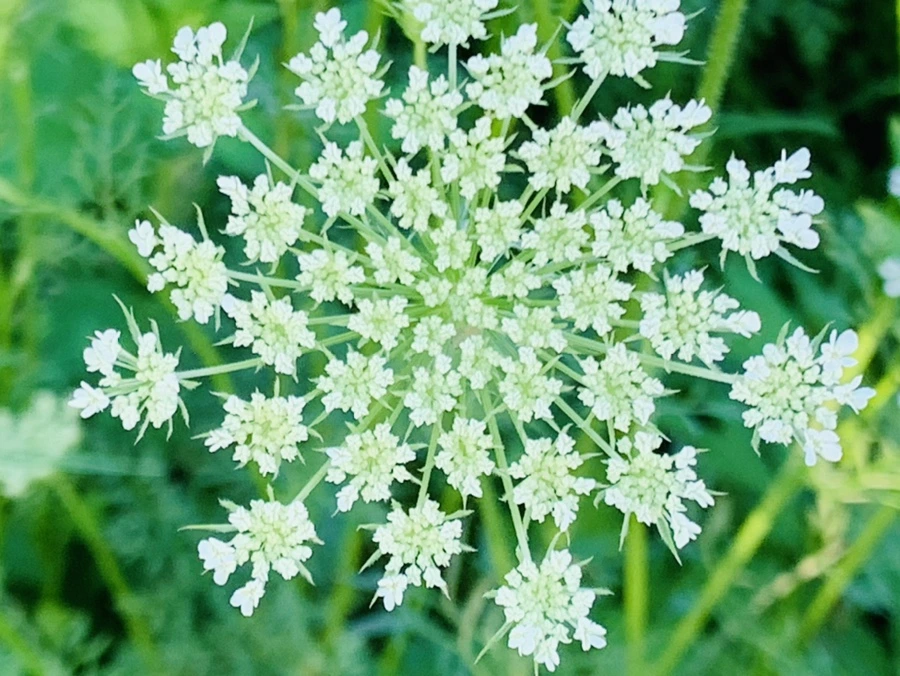 IMG_6449.jpg?type=w966