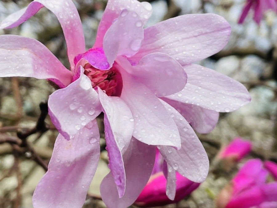 IMG_7382.jpg?type=w966