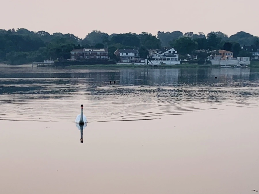 IMG_8426.jpg?type=w966