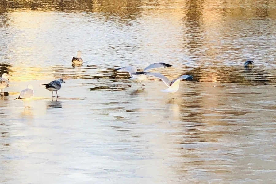 IMG_0888.jpg?type=w966