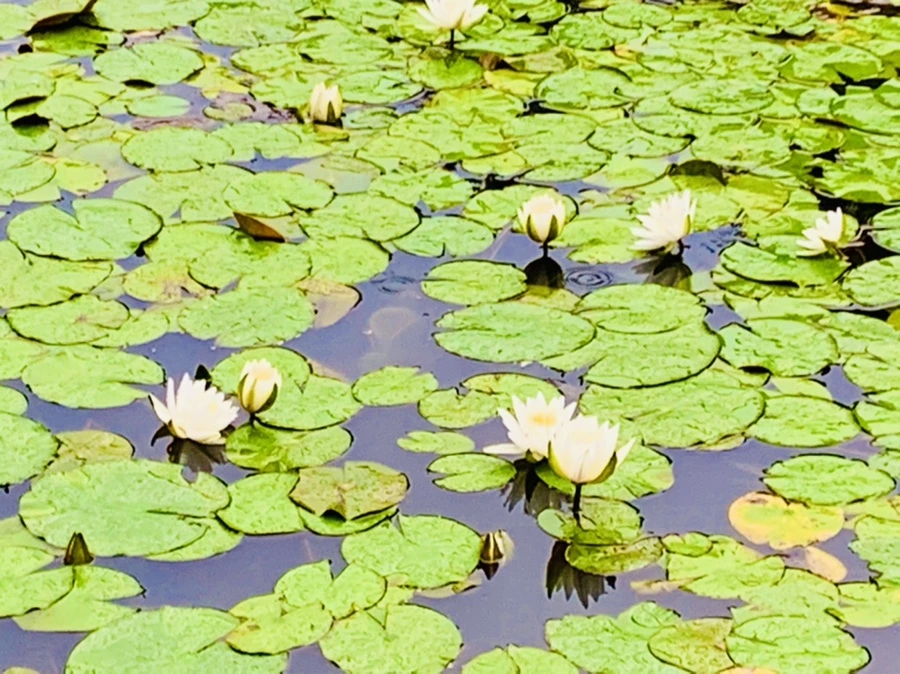 IMG_8359.jpg?type=w966