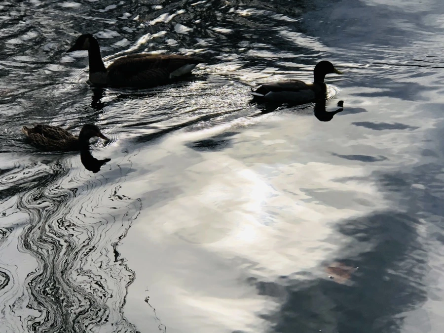 IMG_8671.jpg?type=w966