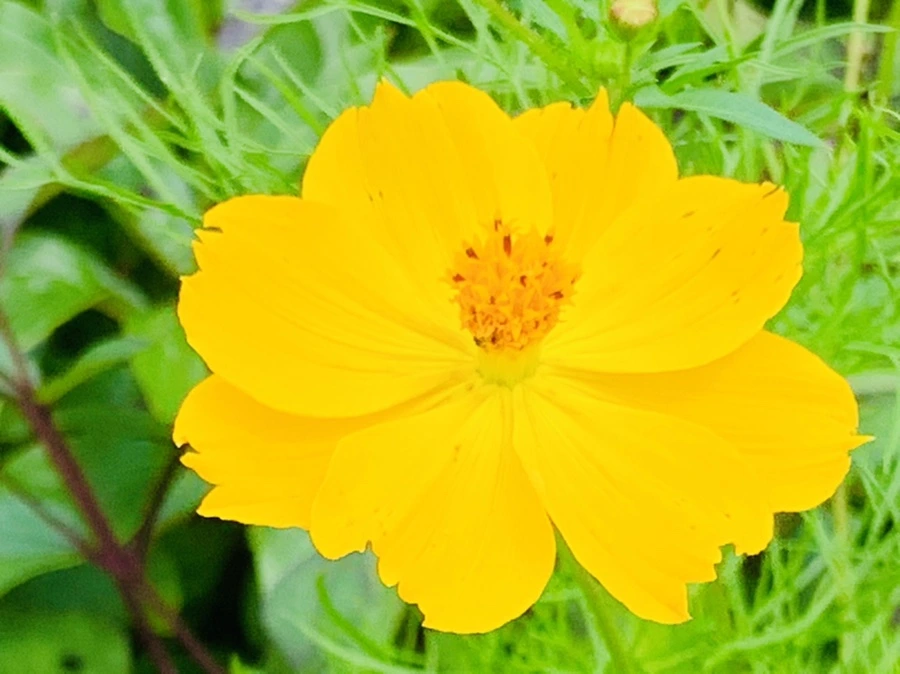 IMG_9458.jpg?type=w966