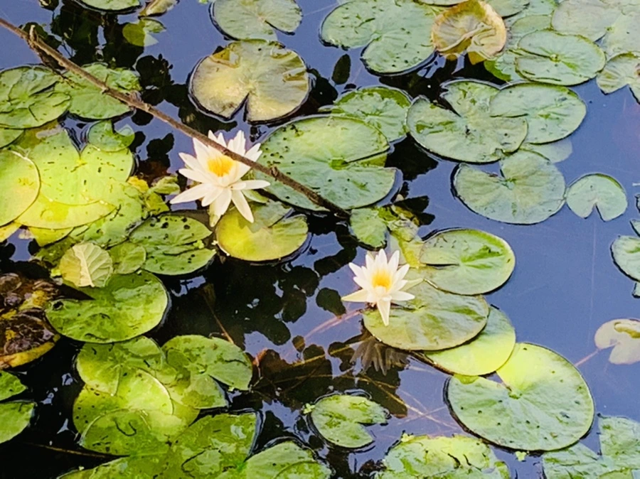 IMG_1309.jpg?type=w966