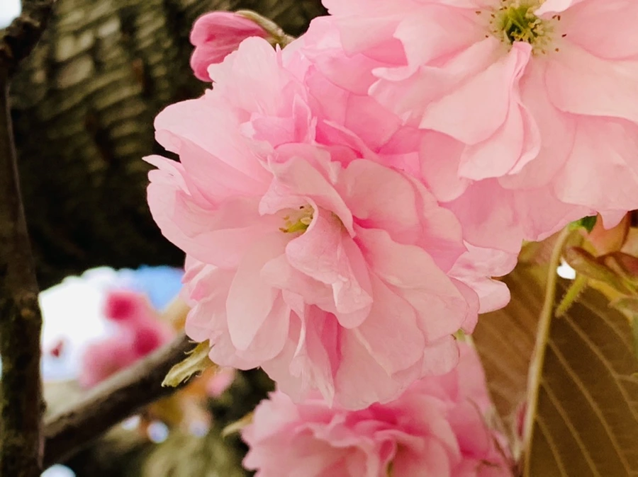 IMG_4383.jpg?type=w966