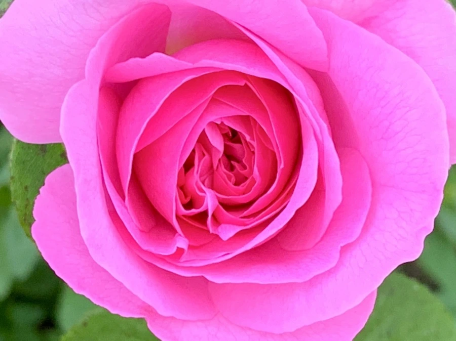 IMG_3585.jpg?type=w966